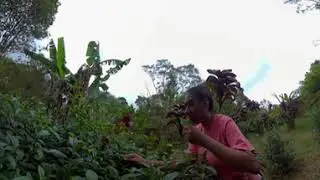 University of Mississippi, Big Island Tea, and UHH: Soil Evolution. Leilani, HVNP, BIT