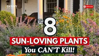 ☀️ TOP 8 SUN-LOVING PLANTS You CAN&rsquo;T KILL! 🌵🔥