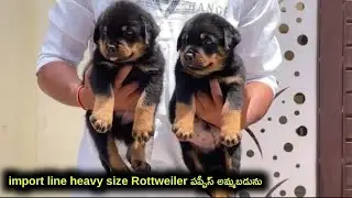 import line Rottweiler puppies for sale in Telugu/ 81792 31142 /aj pets