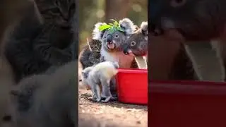 Koala Dad Mistakes Kitten&rsquo;s Kindness for A Sneaky Attack #cuteanimals #kittenlove #funnyvideos