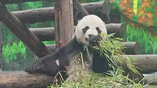 Панда Жуи из Московского зоопарка / Giant Panda Zhui from Moscow Zoo