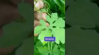A Herb you can drink for parasites and worms... #health #herbs #natural #lungs #cerasee