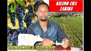 KILIMO CHA ZABIBU (GRAPES) KIBIASHARA DODOMA TANZANIA PDF