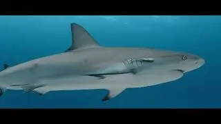 All Star Aqua Cat - Luxury Dive Liveaboard of the Bahamas