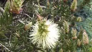 Bottlebrush  - Calistemon - Pelak&uacute;stur - Fl&ouml;skuburstarunni - Skrautrunni - Gar&eth;sk&aacute;laplanta