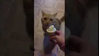Toby getting a brain freeze