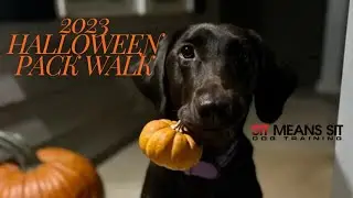 Sit Means Sit Atlanta Dog Training : Halloween 2023 Pack Walk