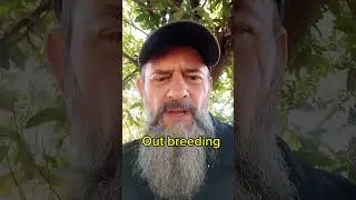 Quais s&atilde;o os tipos de cruzamentos? in breeding, line breeding, out crossing e out breeding