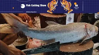 Big Sea Tailla Fish or Salmon Fish Cutting By Expert Fish Cutter| Fish Cutting Show