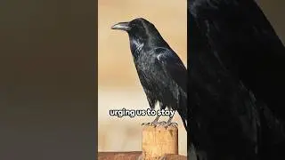 Overcoming Life's Storms: Lessons from the Crow
