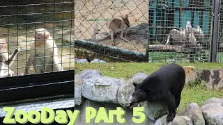 Monkey Mischief & Black Panther at Zoo Negara | Rare Animals & Fun Facts | Bong Bento Life Ep. 5