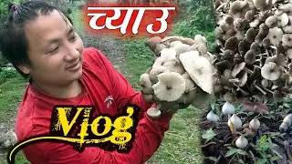 Wild Mushroom hunting in Nepal Vlog || mushroom hunting Nepal || forest mushroom recipe || Mushroom
