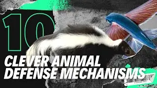 Nature's Top 10 Strangest Animal Defense Tactics