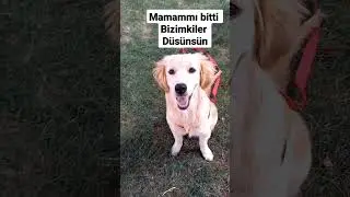 #shorts #keşfet #golden #dog  abone olmayı  ve begenmeyi unutmayın l&uuml;tfen