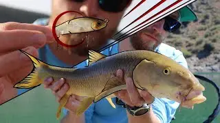 BARBOS a SPINNING con SWIMBAIT y PASEANTE