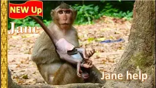 pitiful & sadness Jane after Jody Hit by Spring monkey with head down