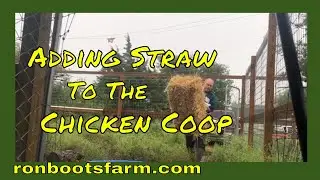 Straw for the Chicken Coop
