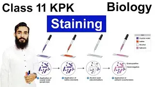 Staining technique in Cell Biology | Simple and Differential Staining | 4B education