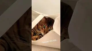 Это его пакетик 🐈 #shorts #video #tiktok #cat #reels #kitten #кисавпакетике #котики #funny #ржач