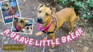 DOGGY DAY OUT 🐾: helping a shy shelter dog be brave-meet Mahealani!