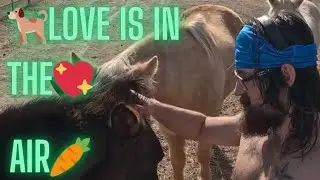 🐶New🐎Best🫏Friends❤️🍏 #animallovers #horse #donkey #muscles 