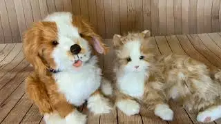 JOY FOR ALL Ageless Innovation Companion Pets Orange Tabby Cat Comparison with Freckled Pup