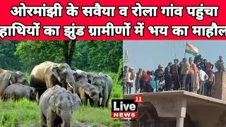 ओरमांझी के सवैया व रोला गांव पहुंचा हाथियों का झुंड, ग्रामीणों में भय का माहौल #live11news