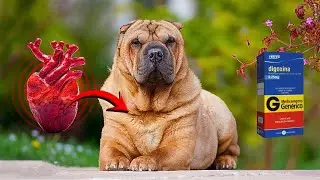 CACHORRO COM PROBLEMAS NO CORA&Ccedil;&Atilde;O APRESENTAM ESTES SINTOMAS