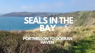 Seals in the bay on our walk from Portmellon to Gorran Haven on the coast path walk #explore #dog