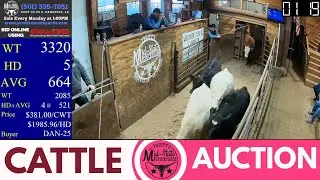 LIVE Arkansas Cattle Market | Pruitt&rsquo;s Mid-State Stockyards | All Classes Selling
