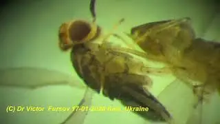 Unique Parasitoids: Mymaridae, Encyrtidae, Aphelinidae, Trichogrammatidae in DR Congo, Africa.