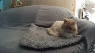 My Monster Cat Fluffy knocks down feral cat Leo's signbox in the middle of the night! (mMc 1773)