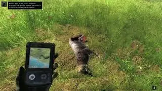 TheHunter Classic Coyote mission Eyes of the Hawk
