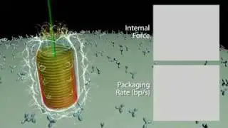 DNA packaging next stage 3D