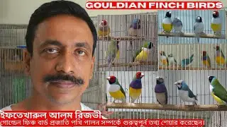 Gouldian finch farm in Bangladesh | গোল্ডেন ফিঞ্চ পাখির খামার