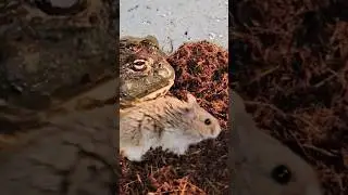 Hamster Inspects African Bullfrogs