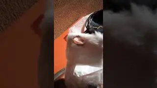 Fluffy Phone Case for iPhone 6 & iPhone 7