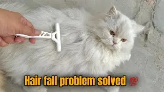 Persian Cat hair fall Problem solution | How to quickly stop cat's hair fall problem | 2025
