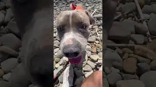 Bad Dog 🐶             #puppy #bad #dog #rescuedog #rescue #viral #beach #vlog #explorepage #shorts
