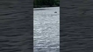 Seal on river Tyne