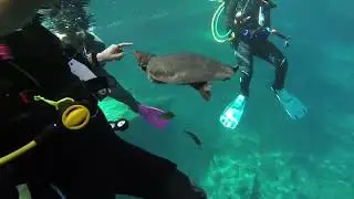 “Virgil” the Soft Shelled Turtle @divebluegrotto8356 