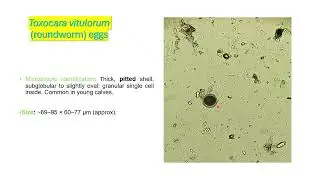 Toxocara vitulorum Egg Under Microscope | Veterinary Parasitology | Roundworm of Calves