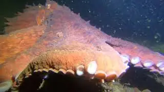 Giant Pacific Octopus tasting my camera