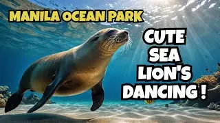 Sea Lion Show - Manila Ocean Park - Philippines Walking Tour 4K