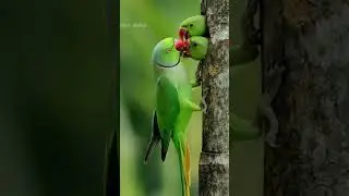 &ldquo;Beautiful Natural Bird Video 🐦 | Nature Birds in Wildlife | प्रकृति के प्यारे पक्षी&rdquo;