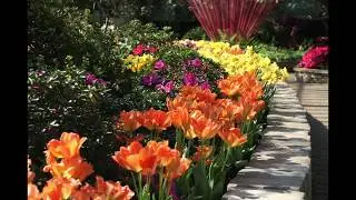 Tulip Close Up - Spring Flower Show: Golden Hour