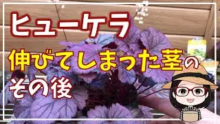 ヒューケラのメンテナンス/最適な方法は？/わさび茎その後/挿し木/植え替え