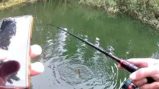 lucio a vinilo en primavera