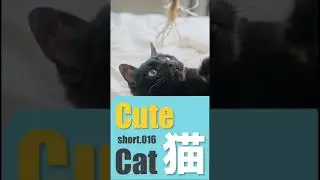 Cat016 #猫 #子猫 #おもしろい #cat #kitten #cute #tiny #funny #Shorts
