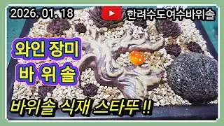 🌱힐링의 축복 시간 함께해용 #한려수도여수바위솔 